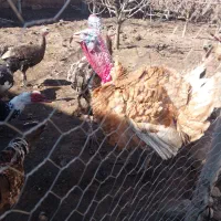 11عدد بوقلمون جوان