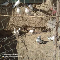 کبوتر|پرنده|کبودرآهنگ, |دیوار