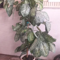 درختچه مصنوعی دیفن باخیا