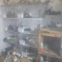 آدرس شوش شهرک سلمان بازار عایم|پرنده|شوش, |دیوار