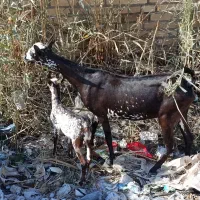 بزصلاله وارداتی