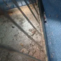 قفس پرنده غلامی