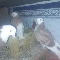 کفتر ی پر دو پر جوجه ۳ ماه ۴ماه پرشی و رنگی|پرنده|مشکیندشت, |دیوار