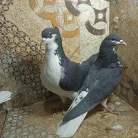 کبوتر شهری|پرنده|یزد, |دیوار