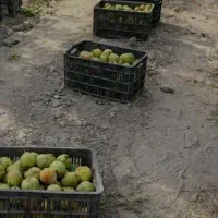 میوه چینی  سر گارگر  گارگر داریم فقط باغ