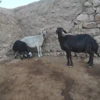میش و بره افشار۲قلو زا