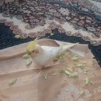 عروس هلندی گمشده