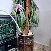 گلدان