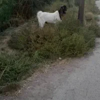 بز نر برای فروش|حیوانات مزرعه|خرمشهر, |دیوار