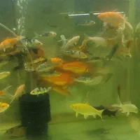 کوی نژاددار و کوی باله سوپر بلند و کوتاه|ماهی|پاکدشت, پاکدشت (مامازند)|دیوار