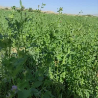 کاه یونجه