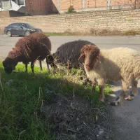 فروشه گوسفنده نر