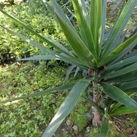 فروش شمشادهای طلایی یا ابلق، همیشه سبز، سیکاس و.|گل و گیاه طبیعی|نشتارود, |دیوار