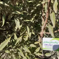 پیش فروش نهال بادام و گردو ژنوتیپ برتر  آغاز شد|خدمات باغبانی و درختکاری|زنجان, |دیوار