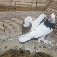 سه جفت طوقی با جوجه هاشون|پرنده|قم, شاه ابراهیم|دیوار