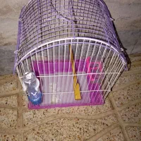 قفس بدون پرنده|لوازم جانبی حیوانات|بهارستان, |دیوار