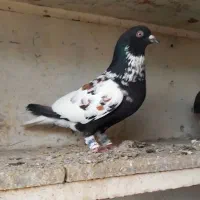 کفتر ابلغ سیاه دم سفید افغانی