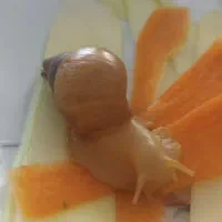 فروش حلزون زیر قیمت