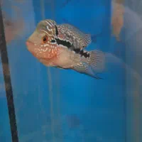 ماهی فلاور سوپر رد دراگون بیگ هد|ماهی|تبریز, |دیوار