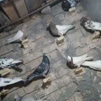 کفتر بوم رنگه المانی جفت گاه پرشی|پرنده|قلندر آباد, |دیوار