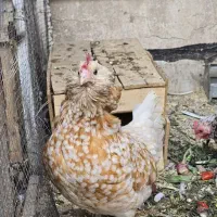 مرغ تورنگین|حیوانات مزرعه|تهران, جوادیه|دیوار