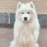 واگذاری فوری سگ نژاد دار (ساموئید)