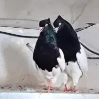 جفت کله اهوازی نر و ماده