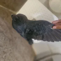 کفتر زاغ|پرنده|تهران, نیروی دریایی|دیوار