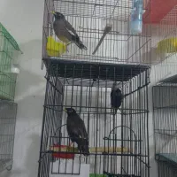 مرغ مینا.رام|پرنده|هشتگرد, شهرک گلها|دیوار