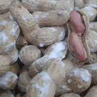 فروش بادام زمینی|خوردنی و آشامیدنی|تهران, امیر بهادر|دیوار