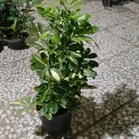 پتوس نشایی ریشه پر|گل و گیاه طبیعی|قم, چهل درخت‎|دیوار