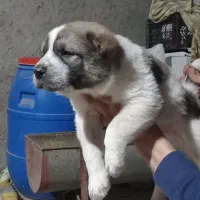 واگذاری سگ|سگ|سیمین شهر, |دیوار