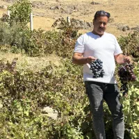 نهال انگور یاسین|خدمات باغبانی و درختکاری|ارومیه, |دیوار