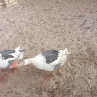 غاز|حیوانات مزرعه|گناباد, |دیوار