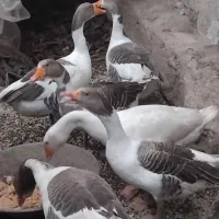 تخم غاز محلی نطفه دار وغاز محلی|حیوانات مزرعه|لیسار, |دیوار