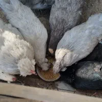 تخم و جوجه مرغ اراکانا امریکانا تخم آبی|حیوانات مزرعه|کرج, استاندارد|دیوار