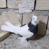 کبوتر طوقی|پرنده|خوانسار, |دیوار