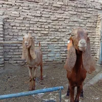 بز پاکستانی جوان سرحال جنس چند قل زا شیرا|حیوانات مزرعه|کرمان, |دیوار