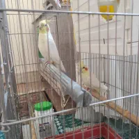 عروس هلندی|پرنده|بروجرد, |دیوار