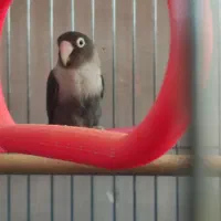 پرنده|پرنده|لنجان, |دیوار