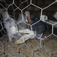 کفتر سالم و خونگی|پرنده|شهرضا, |دیوار