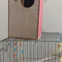 عروس هلندی|پرنده|شهریار, یوسف آباد صیرفی|دیوار