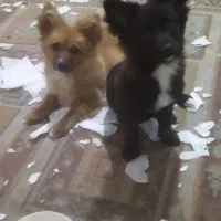 واگذاری توله سگ