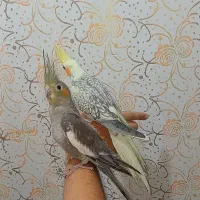 عروس ۴ماهه نرسینامون ماده لوتینو پروانه ای فول رام