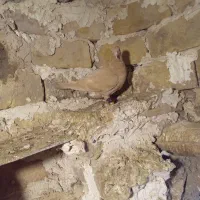 کفتر|پرنده|تربتحیدریه, حاجی یار|دیوار