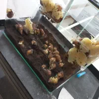 حلزون|خزنده|قم, نیروگاه|دیوار