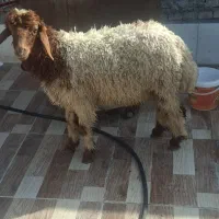 اهواز حمیدیه