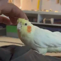 عروس هلندی گم شده