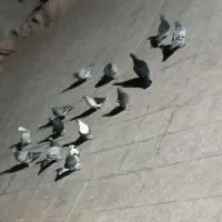 کبوتر  ماده سبز جوقی مگس