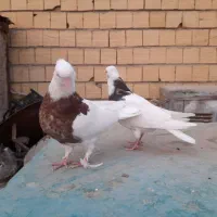 مرغ عشق طوطی برزیلی عروس هلندی کبوترطوقی قناری فنچ